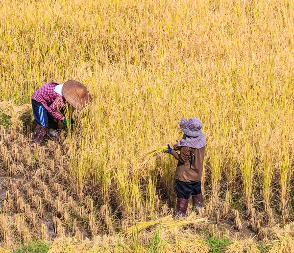 Tailândia Agricultores na Tailândia . — Fotografia de Stock