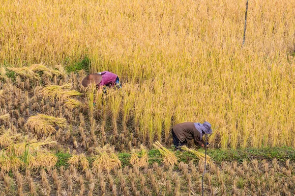 Thailand Farmers in Thailand. — Stock Photo, Image