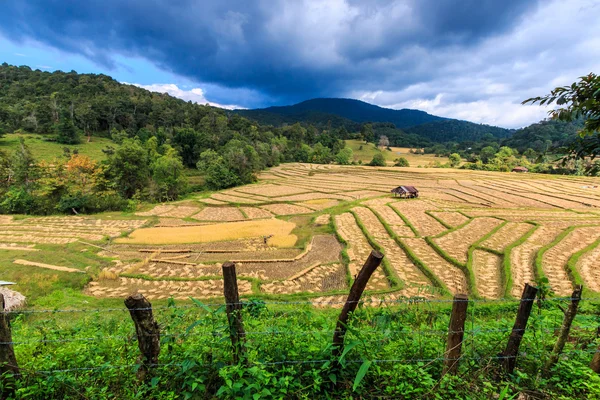 Campo de arroz en Mae Hong Son — Foto de Stock
