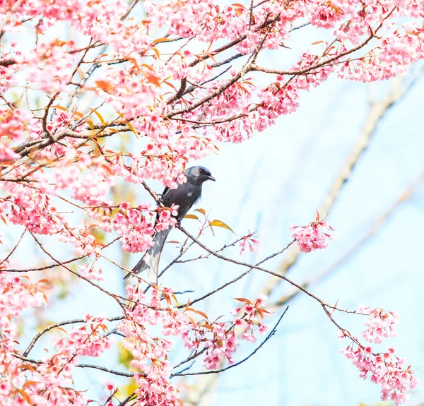 桜とさくらの鳥 — ストック写真