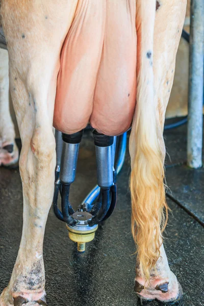 Milking cow on farm — Stock Photo, Image