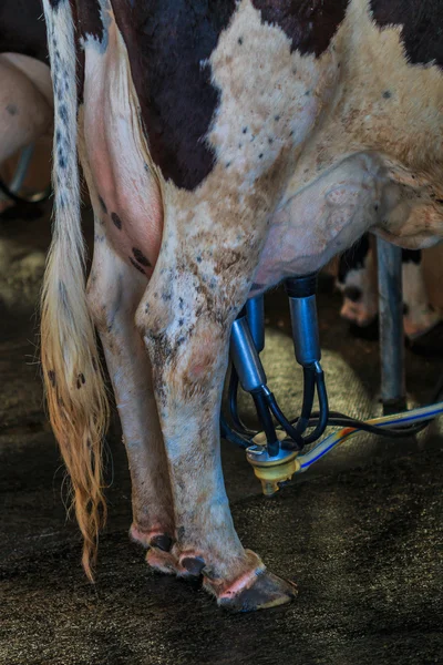 Milking cow on farm — Stock Photo, Image