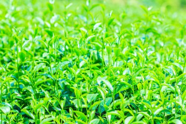 Çay yeşil yeşillik