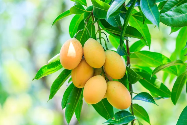 Frutos de manga de ameixa — Fotografia de Stock