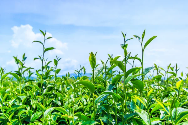 茶绿色的树叶 — 图库照片