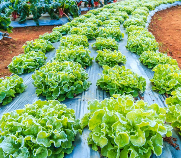 Verduras de lechuga en el campo — Foto de Stock