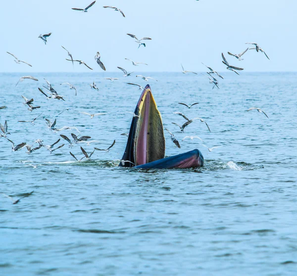 Whale eating fish in Thailand — Stock Photo, Image