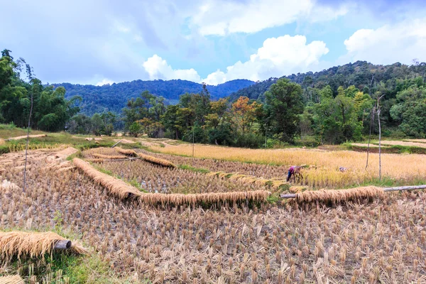 Thajsko farmář v provincii Maehongson — Stock fotografie