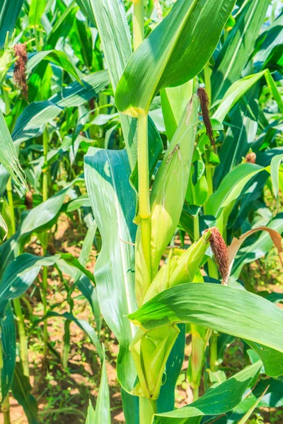 Ripe corn plants — Stock Photo, Image