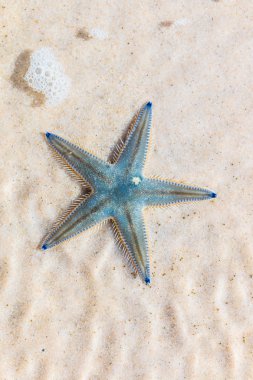 Denizyıldızı plaj sahil üzerinde
