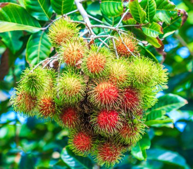 Tropikal Rambutan ağaç üzerinde
