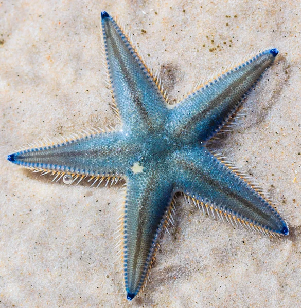 Starfish on beach seaside — Stock Photo, Image