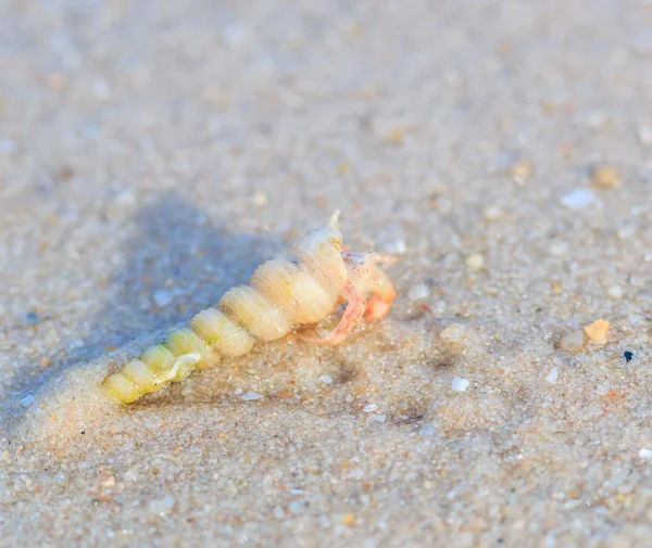 Hermit crab on tropical island — Stock Photo, Image