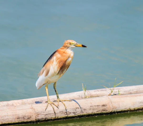 Cava gölet-Heron Tayland — Stok fotoğraf