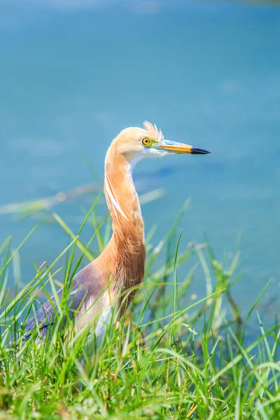 Javan Pond-Heron in Thailandia — Foto Stock