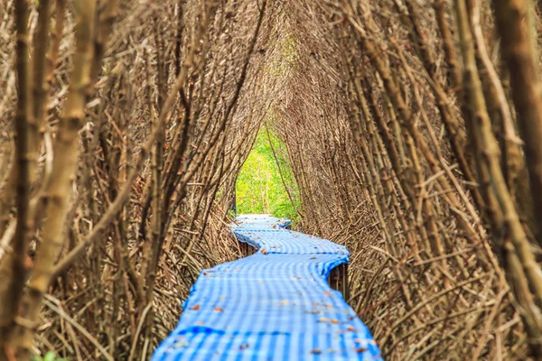 Mangroves pasajlar — Stok fotoğraf