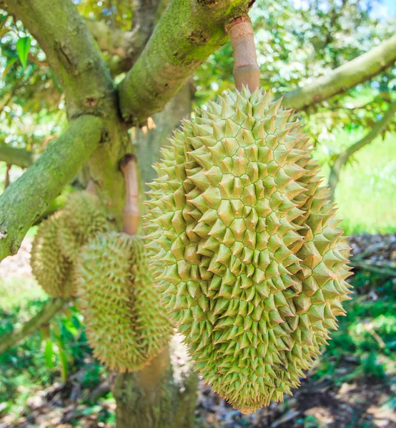 Durian tropiska frukter i Thailand — Stockfoto