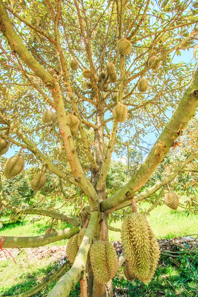 Durian Frutas tropicales en Tailandia — Foto de Stock