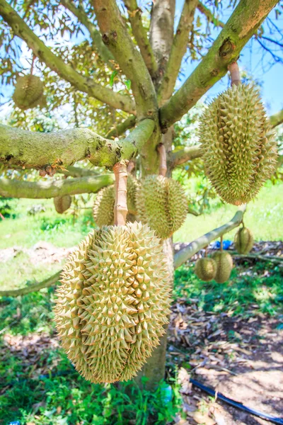 Durian Frutas tropicales en Tailandia — Foto de Stock