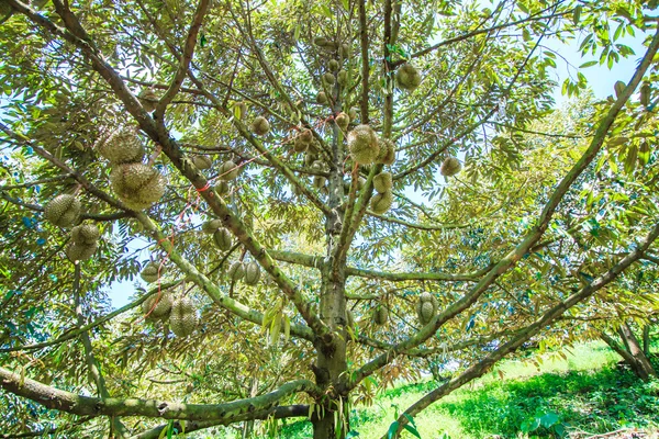 Durian Frutas tropicales en Tailandia —  Fotos de Stock