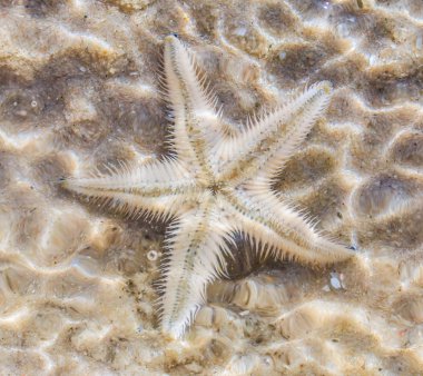 Denizyıldızı plaj sahil üzerinde