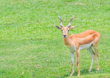 Thomsons gazelle   in nature clipart