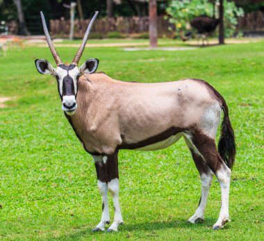 Gemsbok antilop hayvan