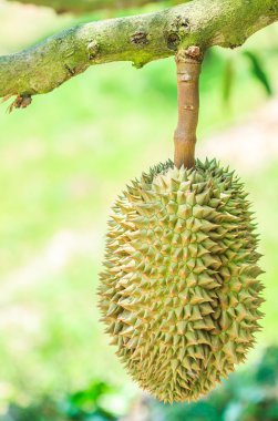 Tayland 'da Durian meyvesi