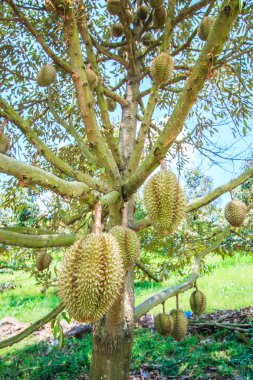 Durian tropikal meyve Tayland