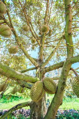 Durian tropikal meyve Tayland