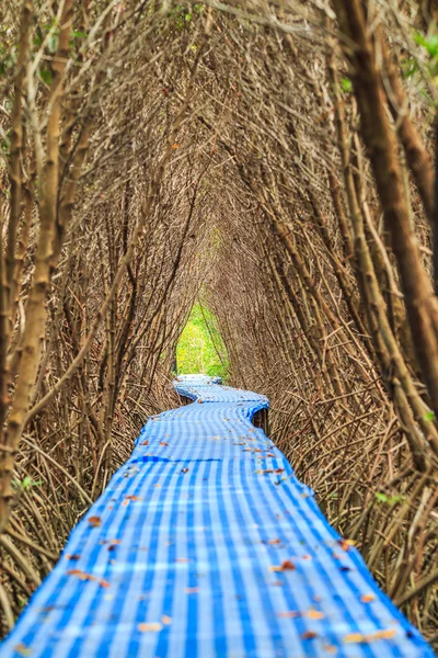 Passages in de mangrove bossen — Stockfoto