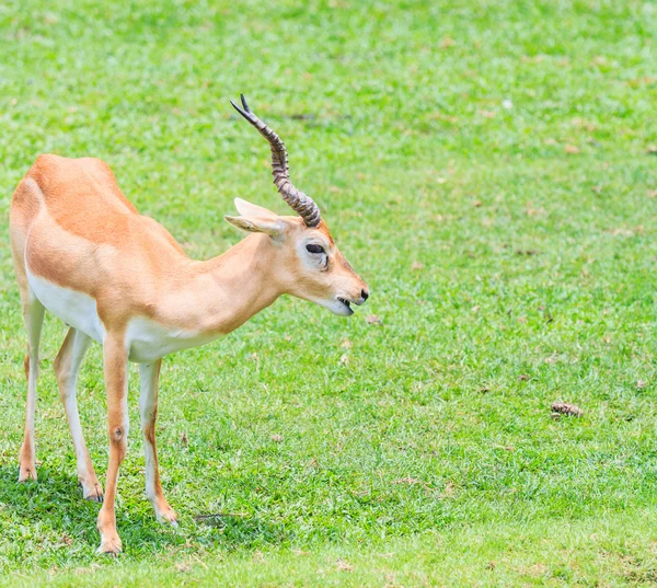Gazelle Thomsons dans la nature — Photo
