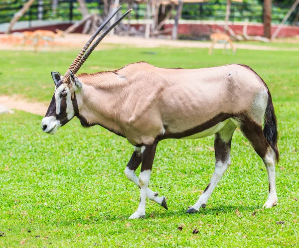 Gemsbok antilope animal — Photo