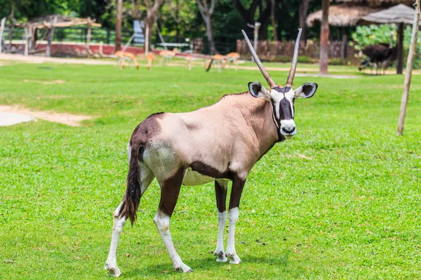 Gemsbok antelope animal — Stock Photo, Image