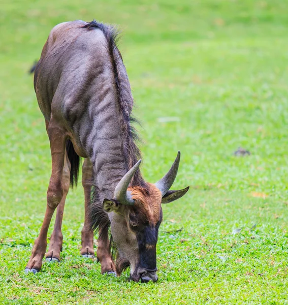 Deerphoto