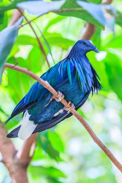 Pássaro - Pombo Nicobar — Fotografia de Stock