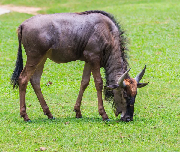 Μπλε γκνου (wildebeest) στην Αφρική — Φωτογραφία Αρχείου