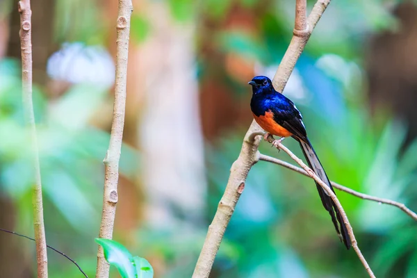 Magpie - Shama de rumores brancos — Fotografia de Stock