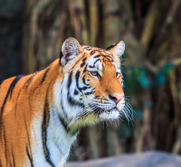 Tiger animal in jungle — Stock Photo, Image