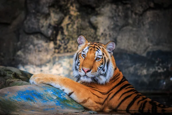 Tijger dier in de jungle — Stockfoto