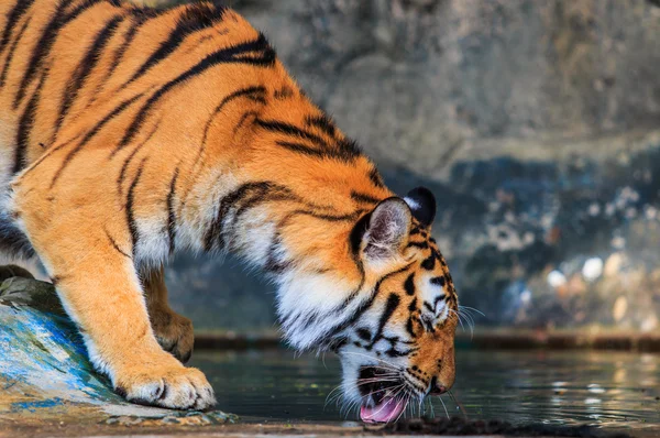 Tiger animal in jungle — Stock Photo, Image