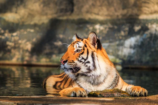 Tiger djur i djungeln — Stockfoto