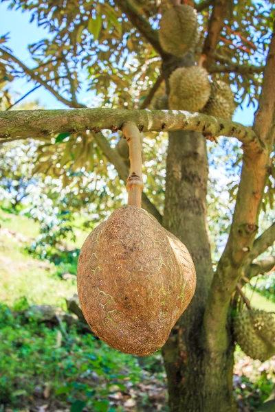 Durian owoców tropikalnych w Tajlandii — Zdjęcie stockowe