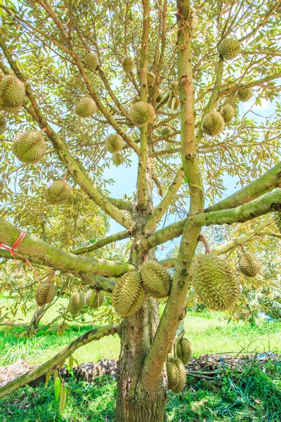 Durian Tropical fruits in Thailand — Stock Photo, Image