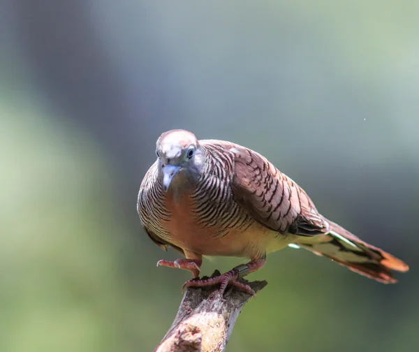 Beautiful of Zebra Dove — Stock Photo, Image