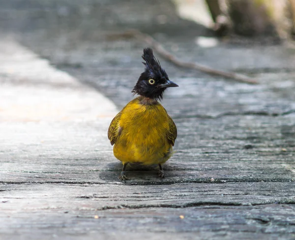 Black-crested Bulbul  bird — Stock Photo, Image