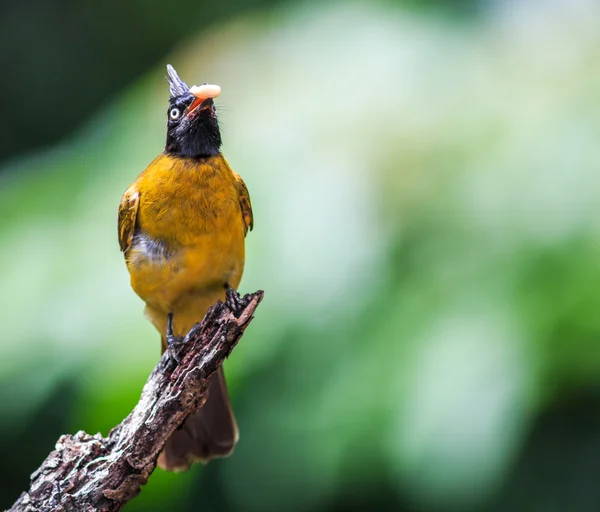 Svartkråkig bulbul fågel — Stockfoto