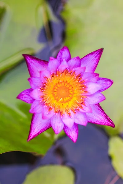 Fiore di loto viola — Foto Stock