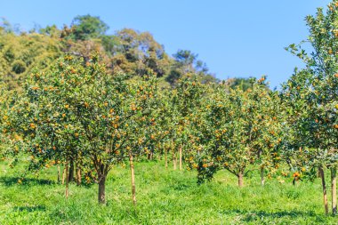 Olgun mandalina ağacı