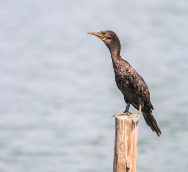 Küçük karabatak kuşu